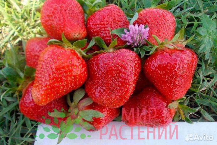 Продаем саженцы клубники Клери