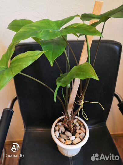 Сингониум эпипремнум филодендрон