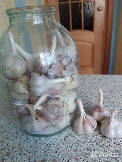 Чеснок озимой