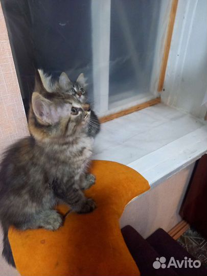 Кошка в дар бесплатно