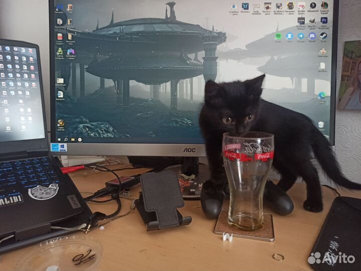 Котенок мальчик 2-3 месяца
