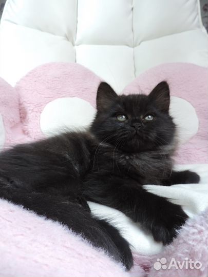 Британские котята