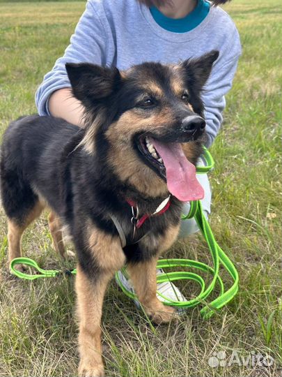 Собака из приюта