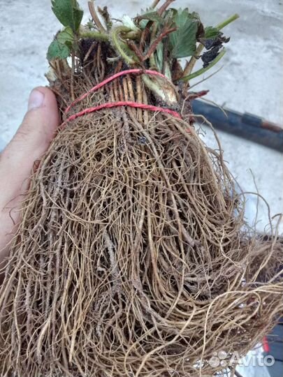 Рассада ремонтантной клубники Кабрилло