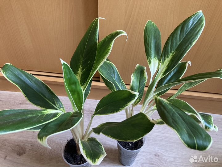 Аглонема Йок Канхана