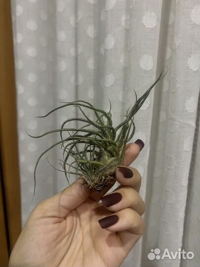 Атмосферные тилландсии