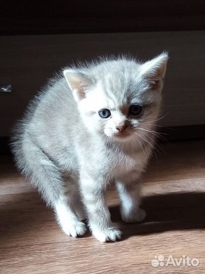 Шотландские котята