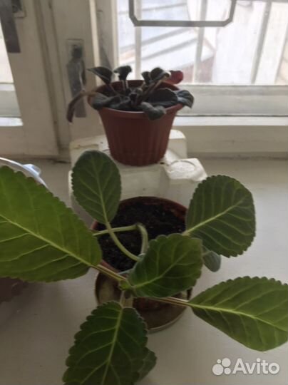 Замиокулькас, глоксинья, фиалка, алоэ вера