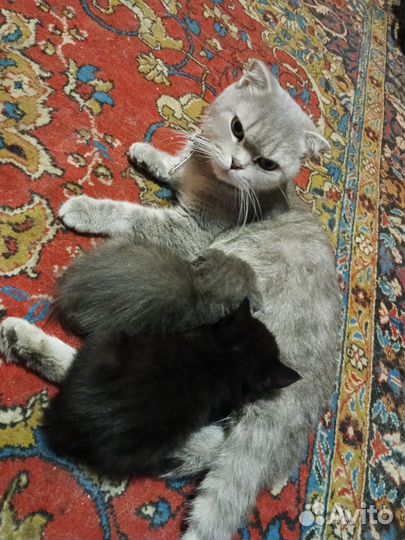 Британские котята