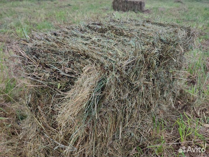 Сено луговое в тюках 2024