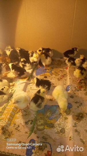 Цыплята суточные