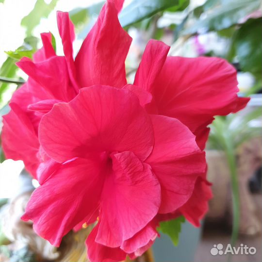 Гибискус китайская роза