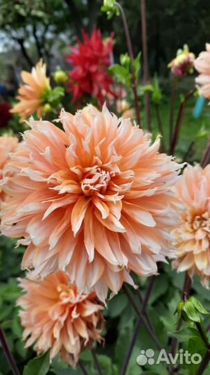 Георгины клубни