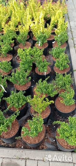 Кора (мульча) лиственницы 60л. В ассортименте