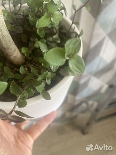 Фикус бенгальский и коллизия