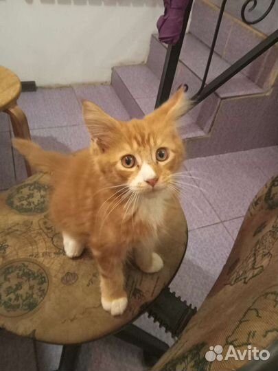 Котята мейн-кун рыжие