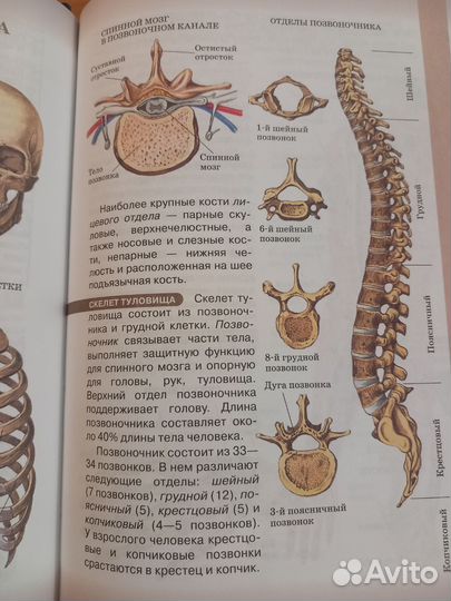 Учебник биология человек 8 класс Сонин Н.И