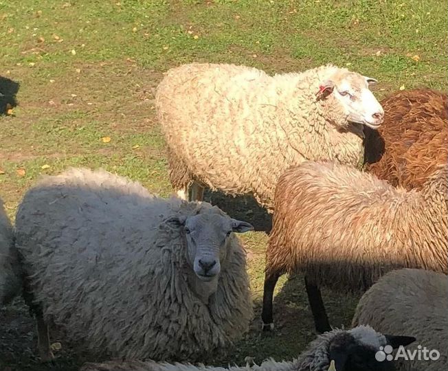Баран на племя