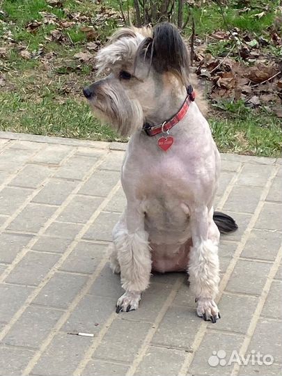 Стрижка собак с выездом к вам на дом,только москва