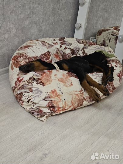 Девочка добермана 4, 5мес. продам