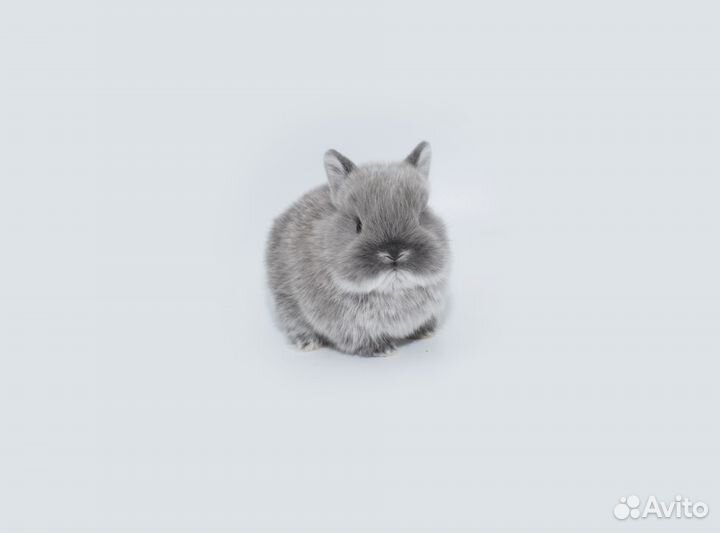 Кролики карликовые. Питомник. Доставка по РФ