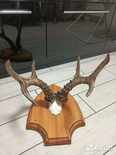 Рога косули медальон трофей