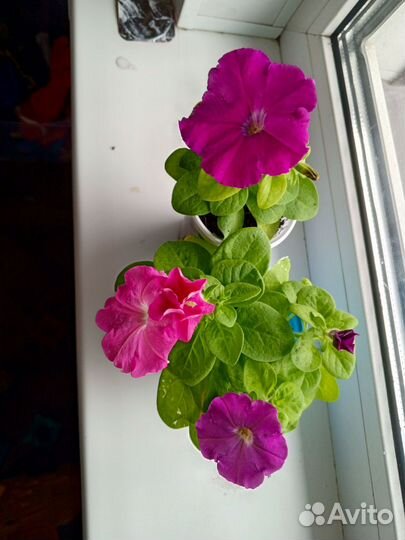 Петунии разных цветов