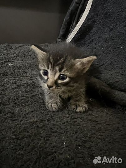 Отдам котят в добрые руки