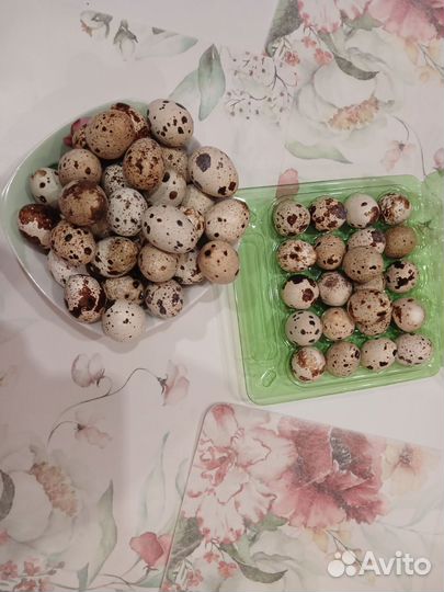 Инкубационное яйцо