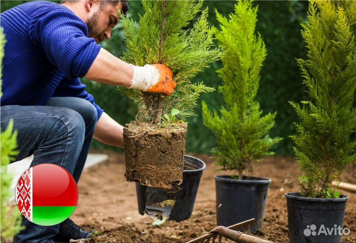 Туя Брабант 1,5 м