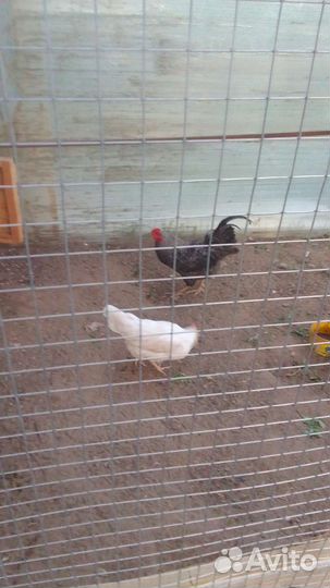 Петух доминант