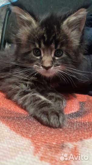 Котята мейн-кун с документами