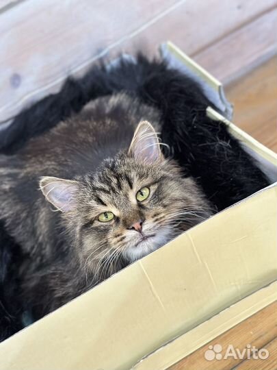 Сибирский котик