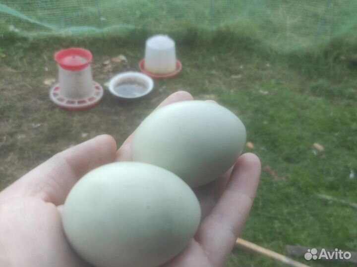 Петух лакеданзи серебро черномясый зелёное яйцо