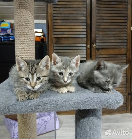 Кошки в добрые руки бесплатно