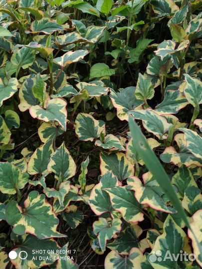 Хауттюйния, зверобой