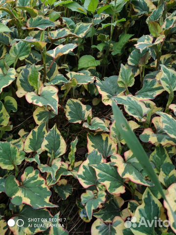 Хауттюйния, зверобой