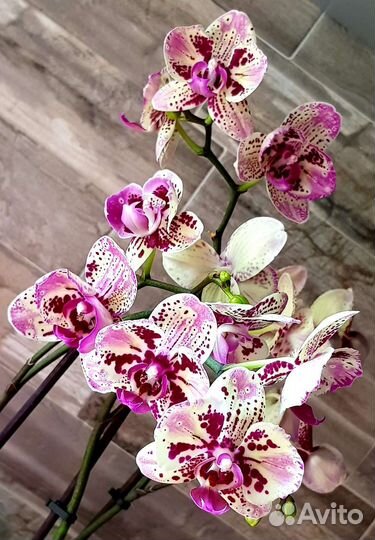 Орхидея фаленопсис Фронтера-бабочка