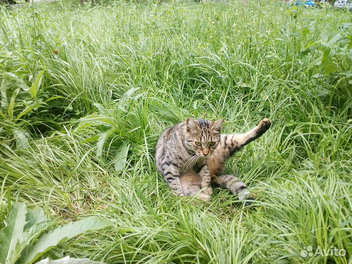 Кошечка-улыбака в поисках дома