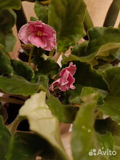 Замиокулькас и другие