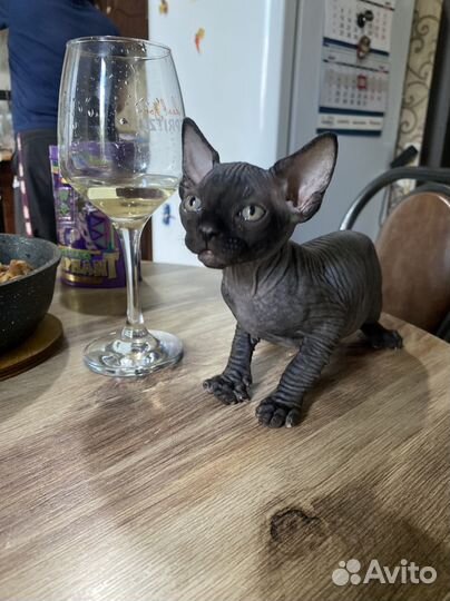 Канадский сфинкс