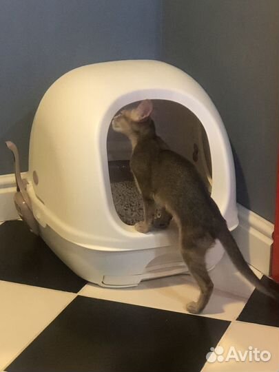 Абиссинский котенок