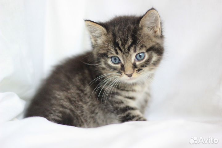 Мужичок пуховичок ищет дом