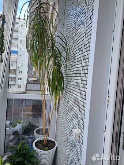 Пальма драцена