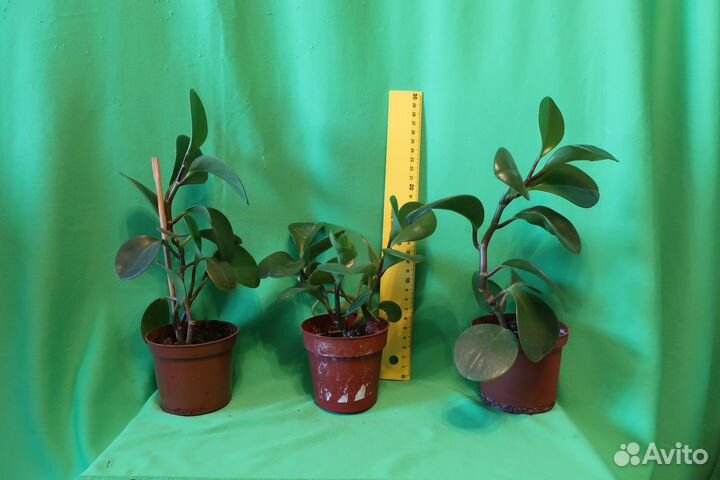 Пеперомия Туполистная