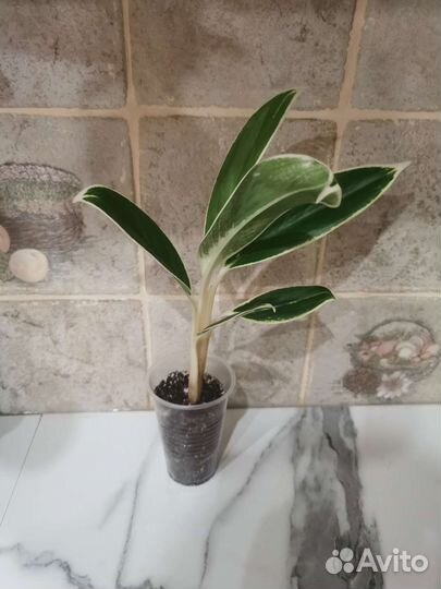 Аглаонемы разные