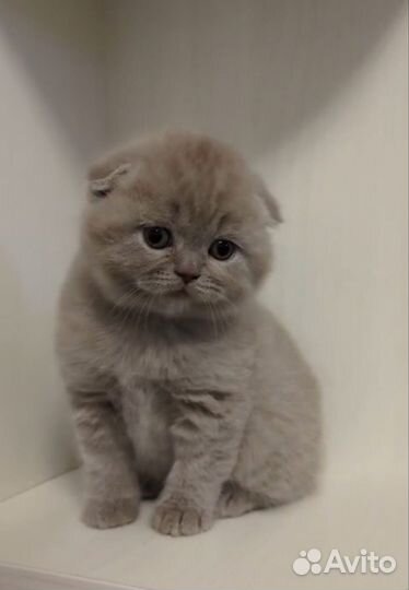 Кошечки и котики