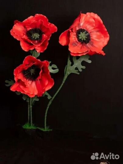 Ростовые цветы Маки