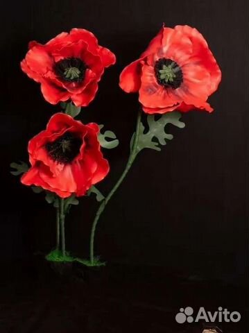 Ростовые цветы Маки