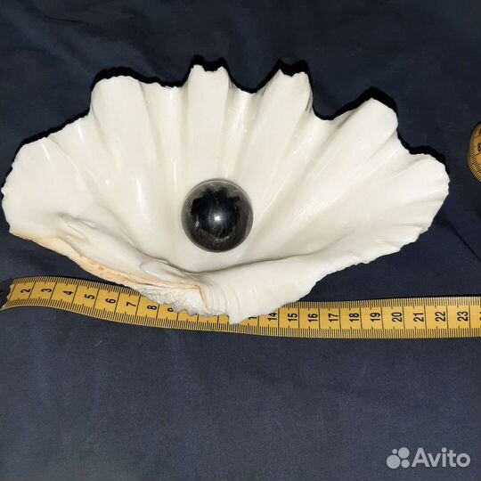 Большая морская раковина